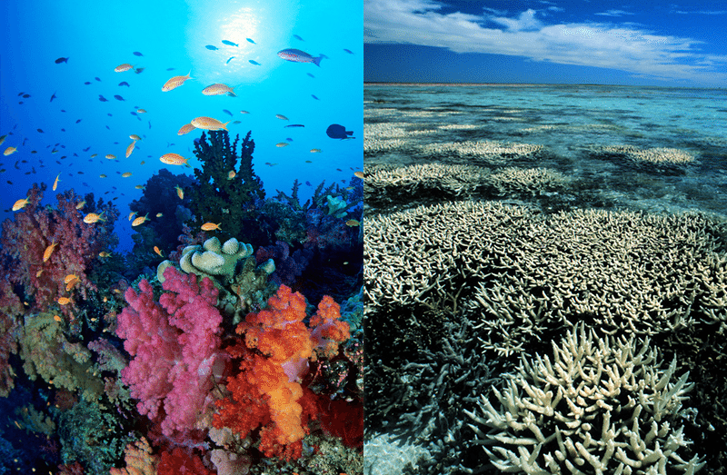 Safeguarding Our Coral Reefs: The Rainforests of the Ocean